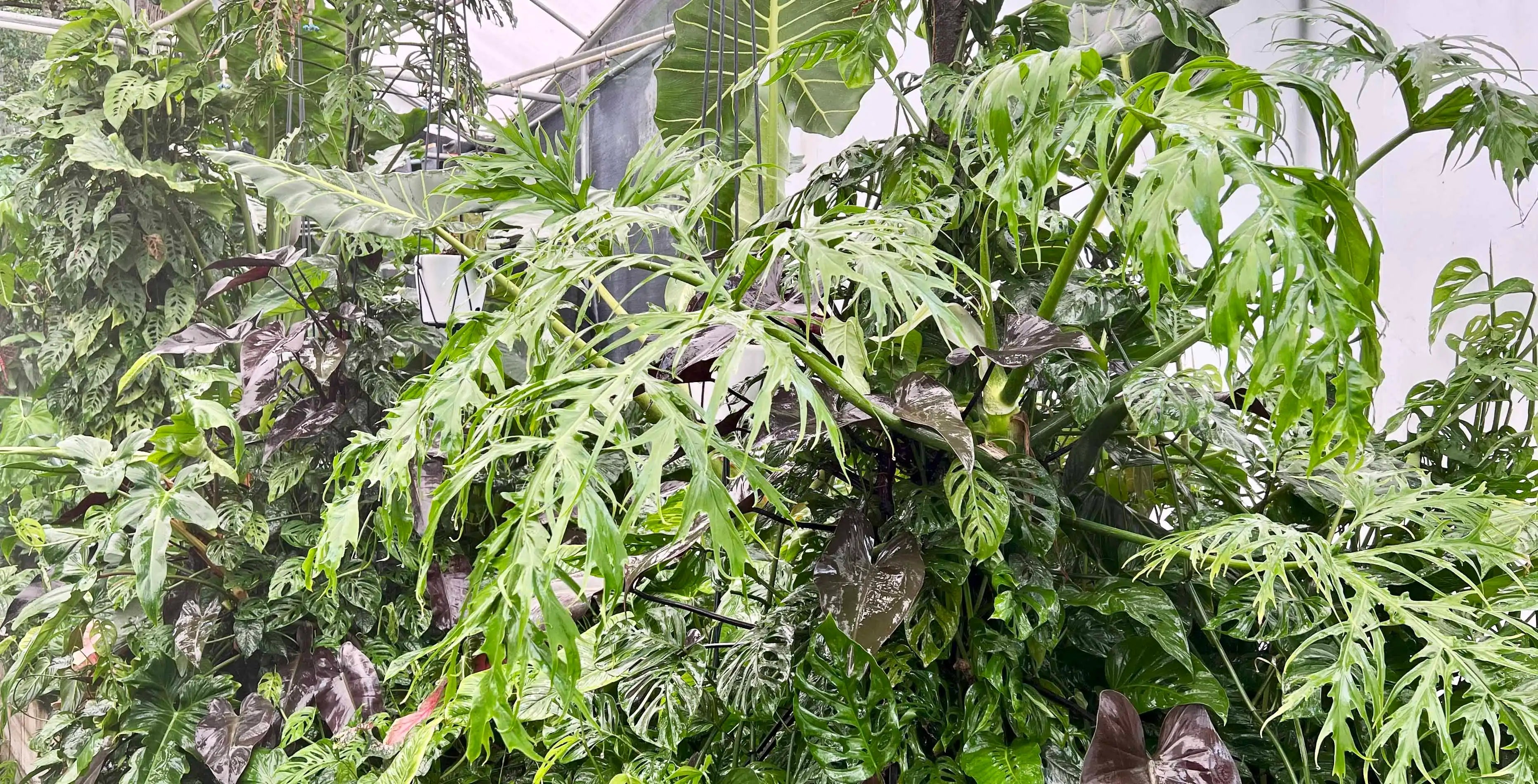 philodendron_warscewiczi_LR_i.
