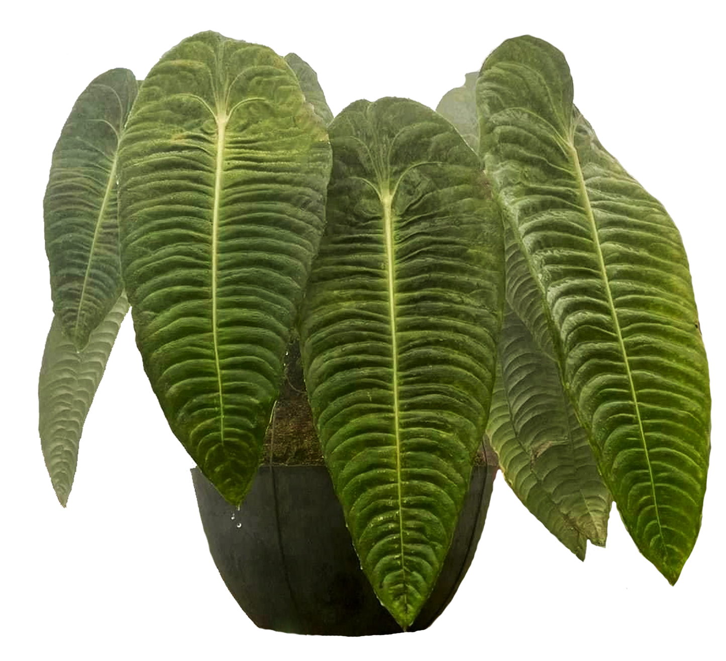 Anthurium veitchii - Large SubtropicalExotics