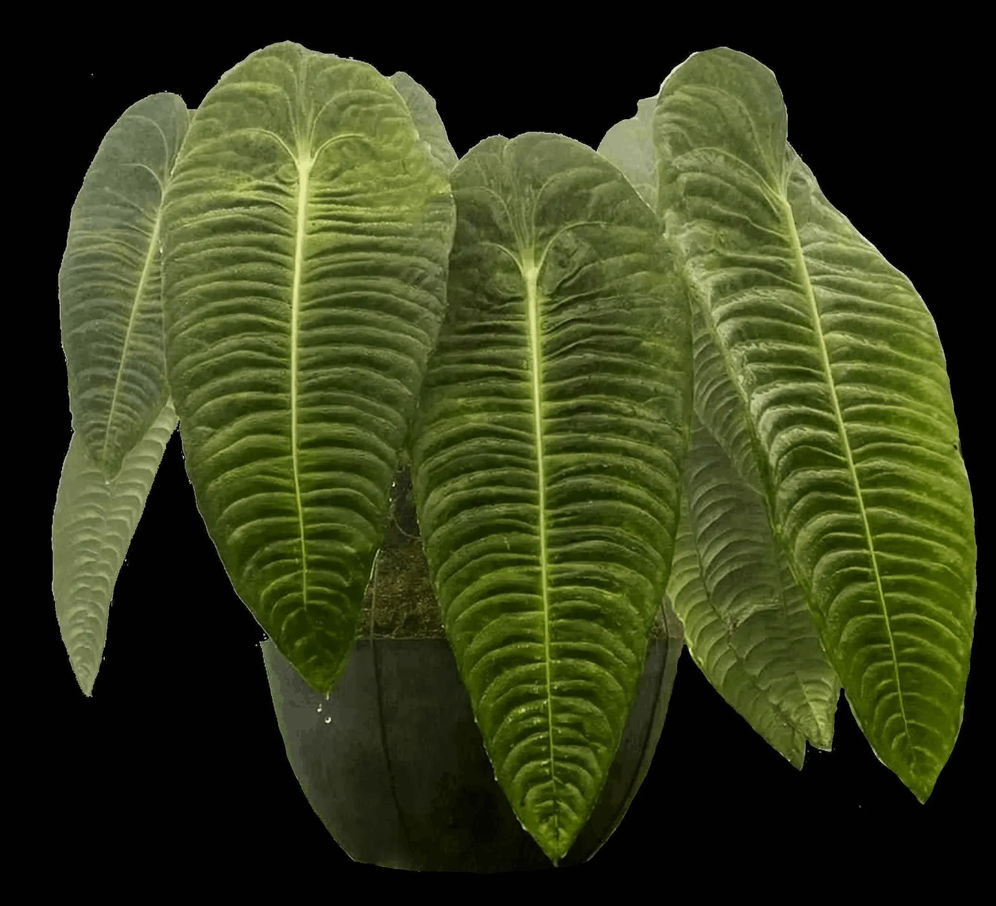 Large, paddle-shaped, glossy green leaves of Anthurium veitchii in a black pot, showcasing the plant's exotic aroid beauty.