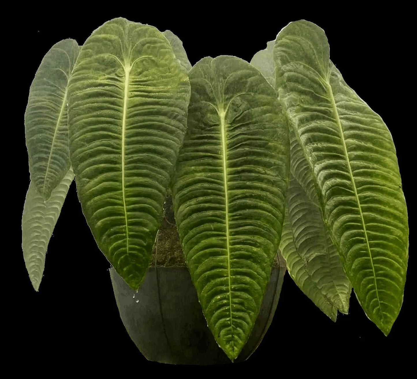 Anthurium veitchii featuring large, elongated, glossy green leaves with prominent vein patterns, presented in a black pot.