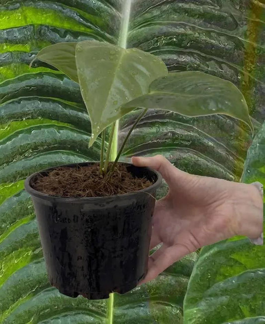 Veitchii - Anthurium veitchii - Medium