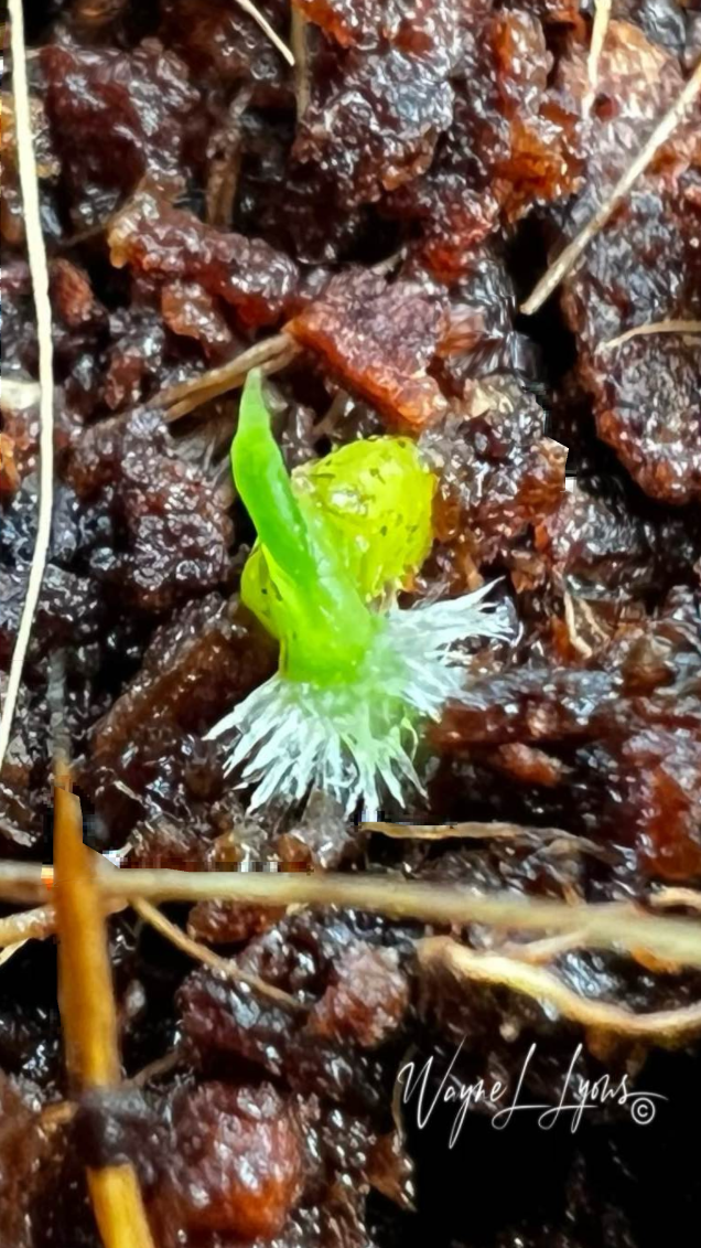 Growing Anthurium veitchii - Online One-On-One