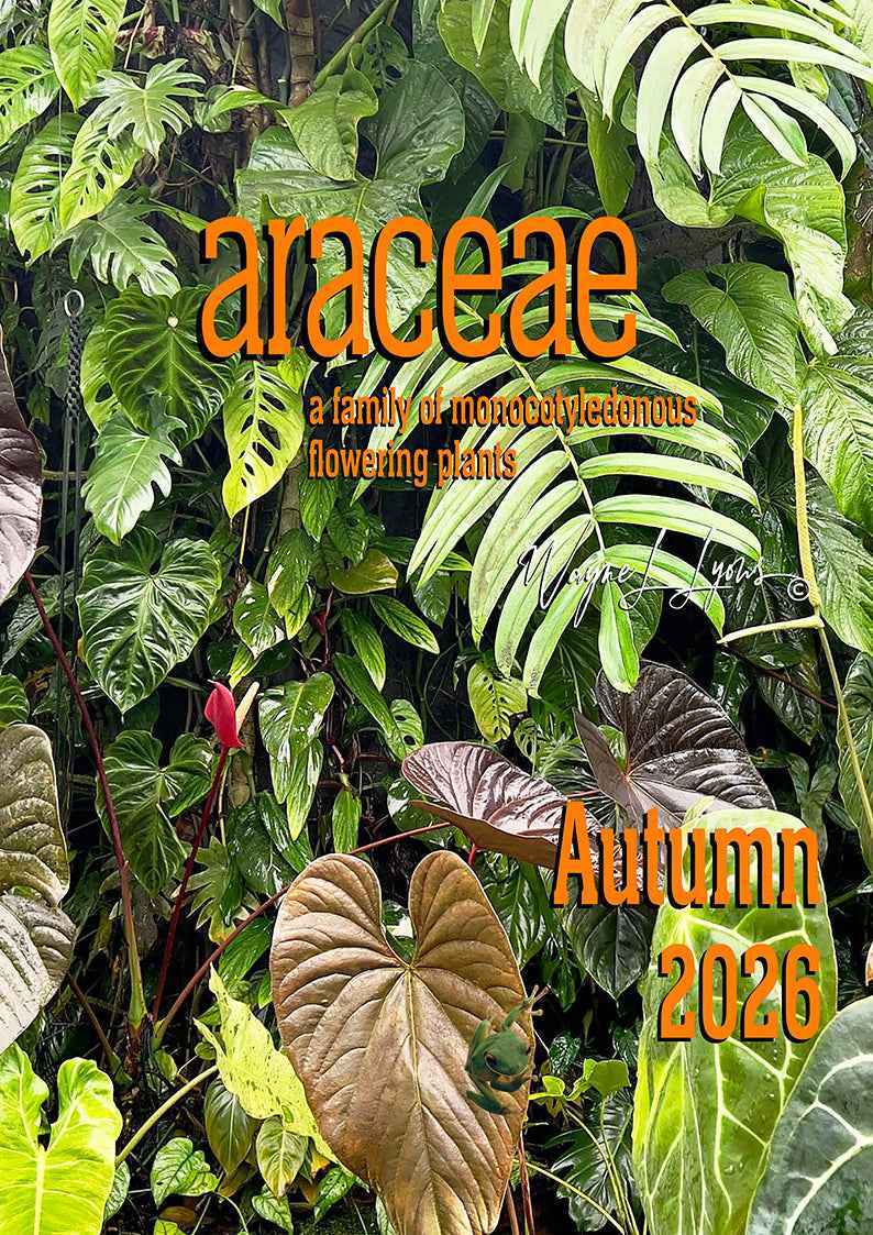 Araceae Autumn 2026