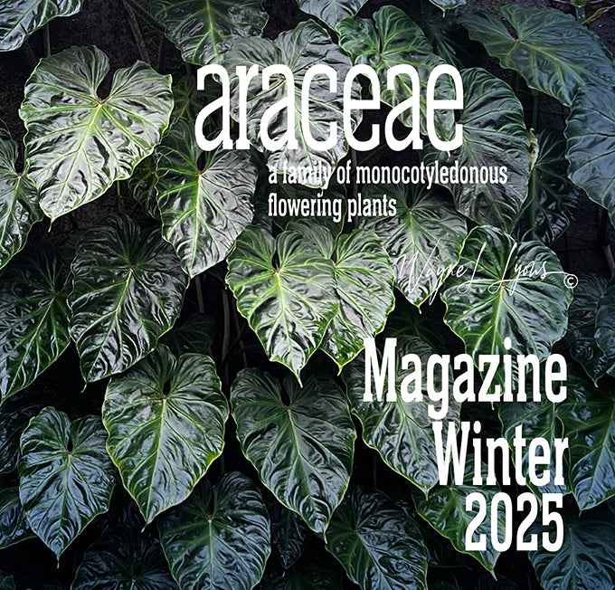 Araceae Magazine - Winter 2025