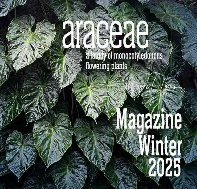 Araceae Magazine - Winter 2025