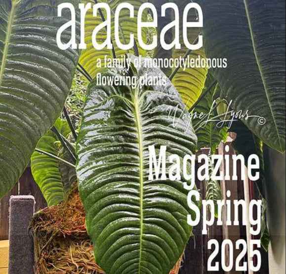 Araceae Magazine - Spring 2025 (Copy)