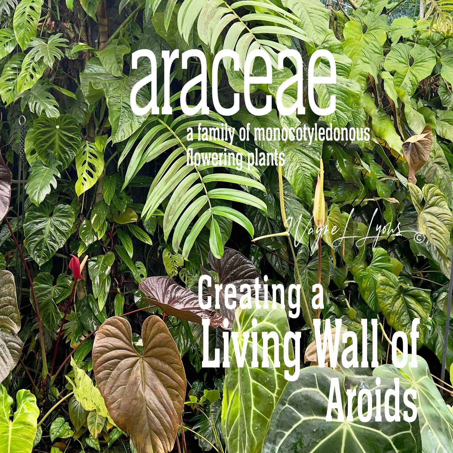 Living Wall Workshop - Online 10:00am - 11:00am 8th June 2025
