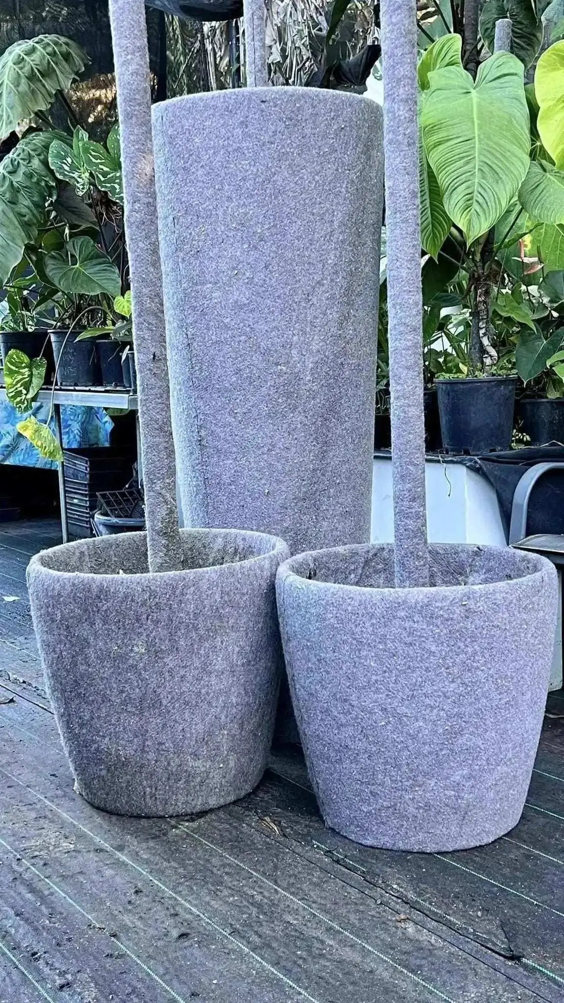 Online Workshop - Creating a Living Wall of Aroids - 10:00am - 11:00am 22nd July 2025 (Copy)