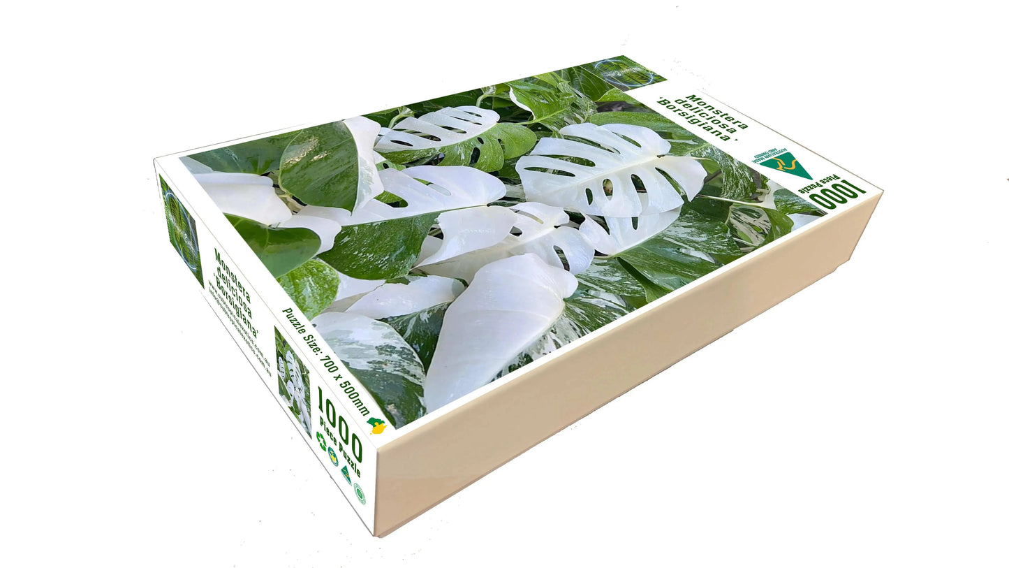 Jigsaw - Monstera deliciosa 'Borsigiana'