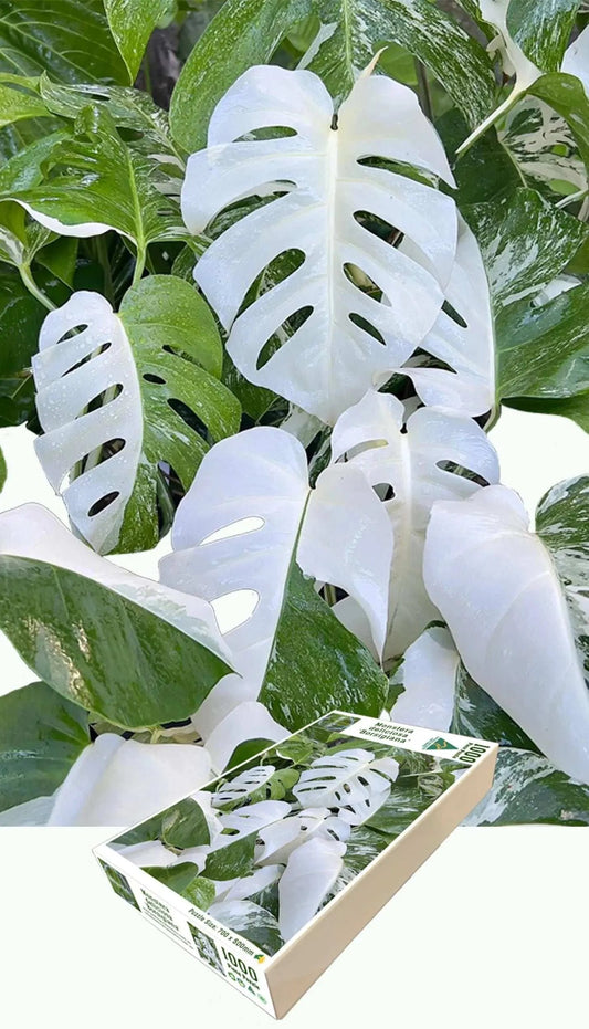 Jigsaw - Monstera deliciosa 'Borsigiana'