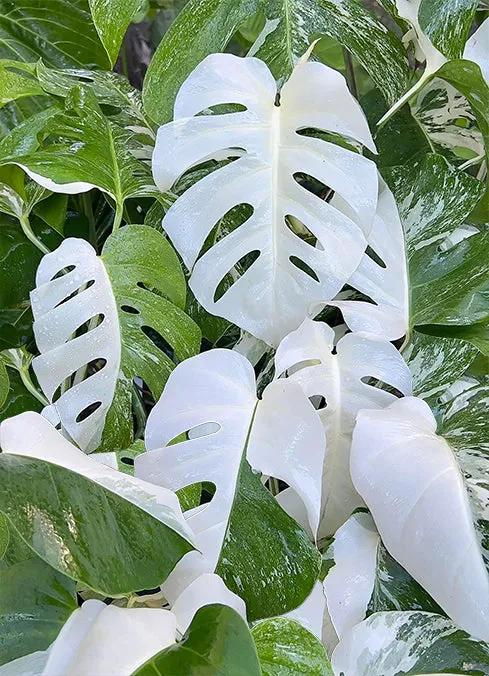 Jigsaw - Monstera deliciosa 'Borsigiana'