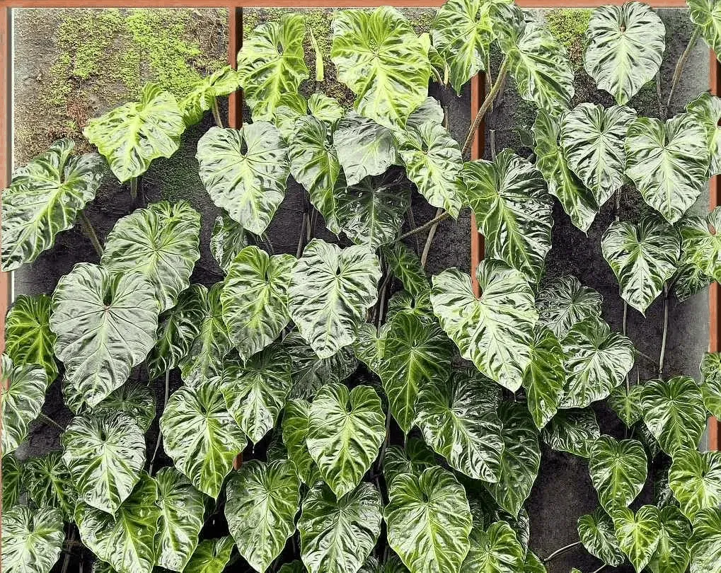 Lush green aroid leaves in heart shapes adorn a living wall, showcasing various shades of glossy green foliage.