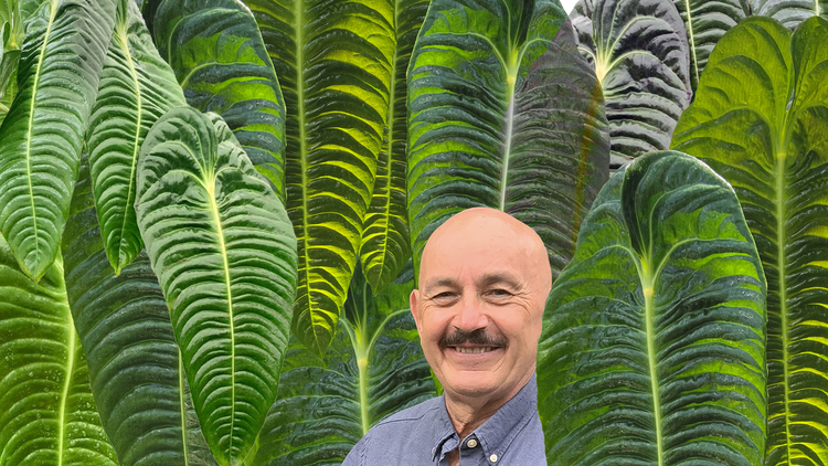 Glossy, heart-shaped green leaves with prominent veins, densely arranged on dark stems, creating a lush, tropical appearance.