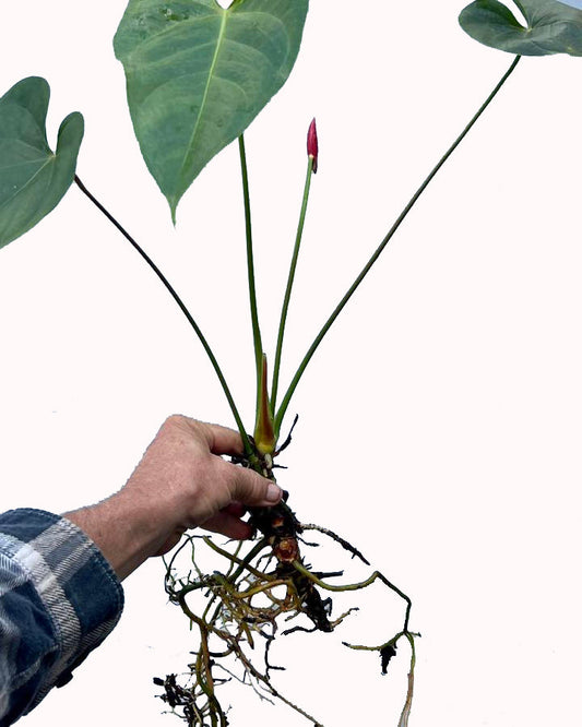 Anthurium Obake 'Spice' - Large SubtropicalExotics