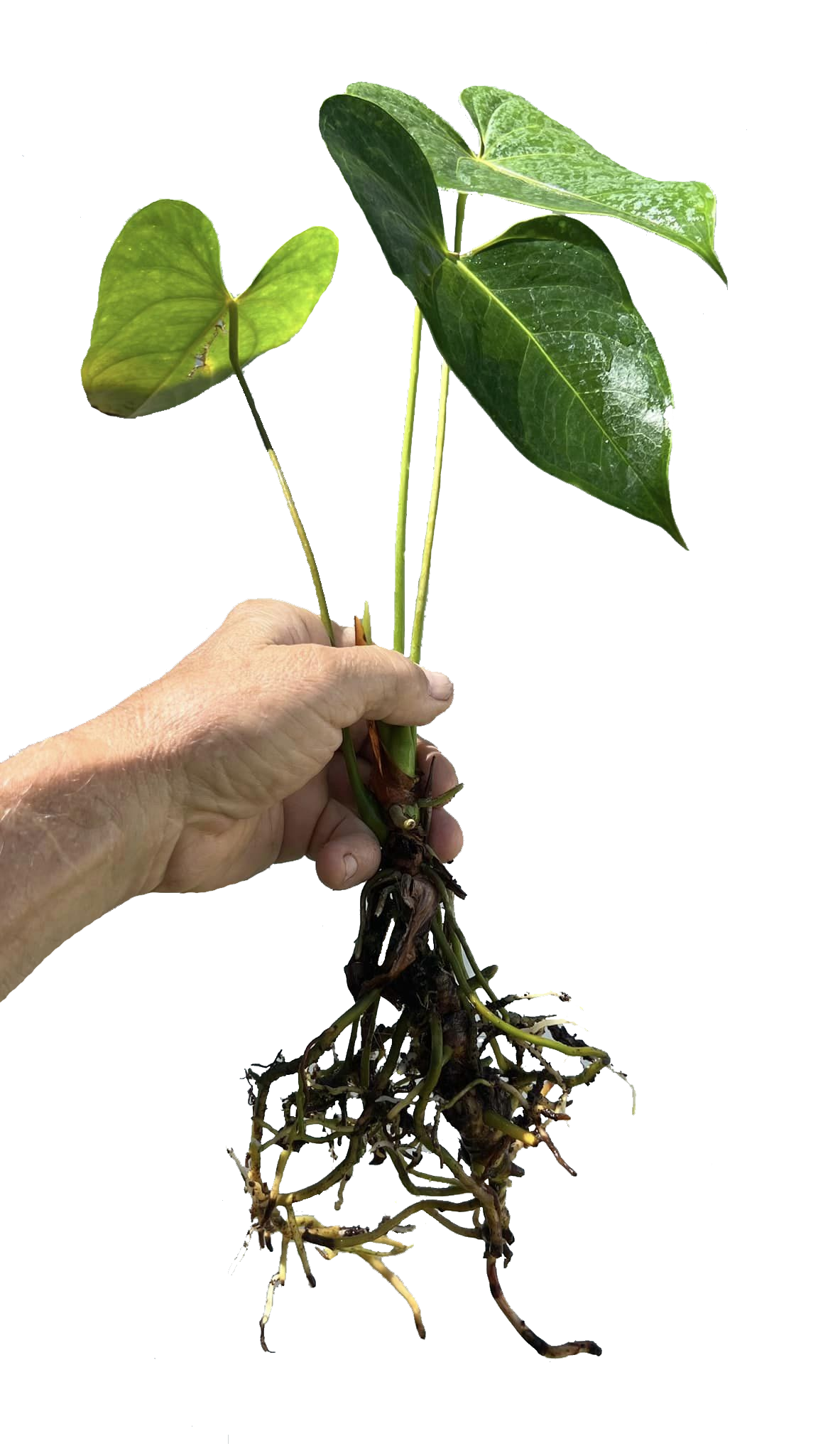 Anthurium Obake 'Spice' - Medium SubtropicalExotics