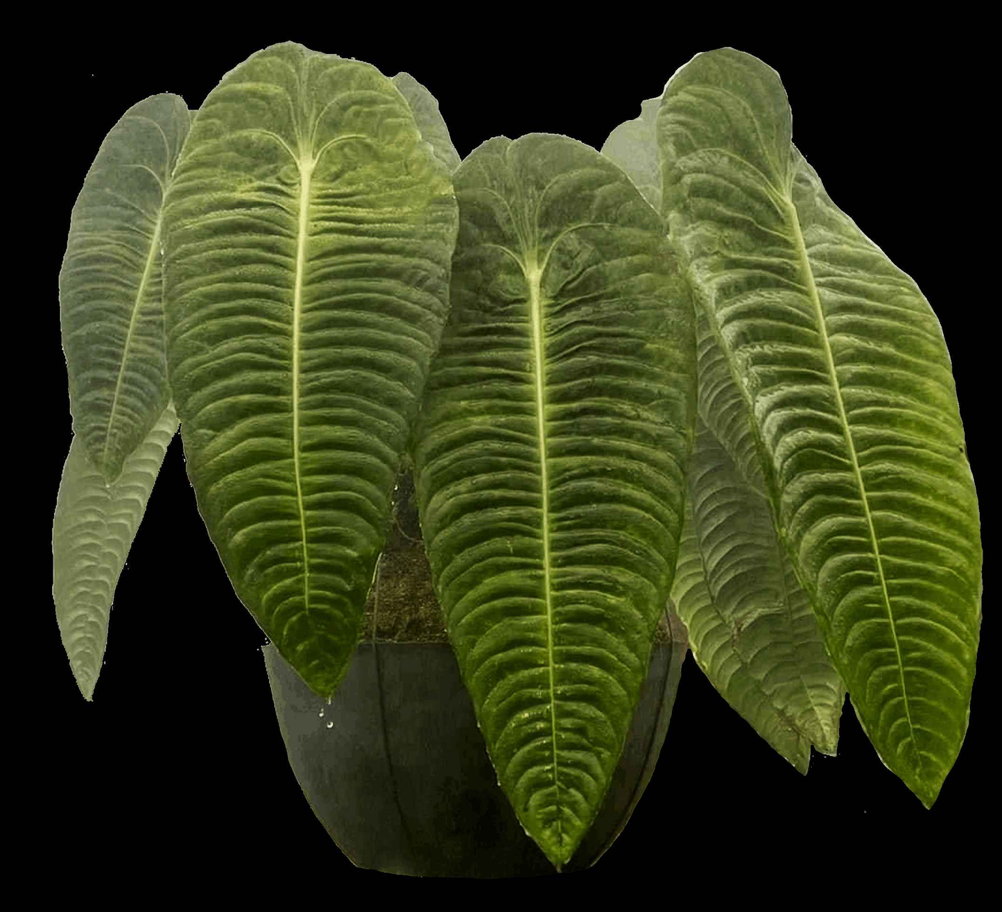 Anthurium veitchii - Medium (Includes Express Postage)