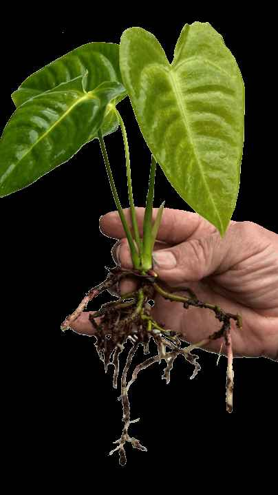 Anthurium veitchii - Medium (Includes Express Postage)