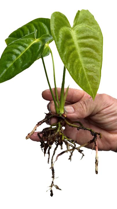 Anthurium veitchii - Medium SubtropicalExotics