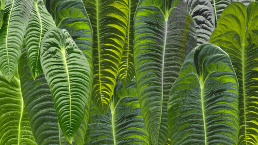 Lush green foliage of Anthurium veitchii features large, paddle-shaped leaves with prominent ribbing and a glossy texture.