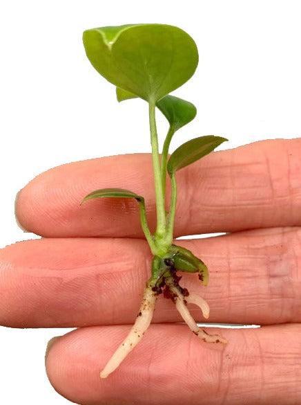 Anthurium veitchii - Small SubtropicalExotics