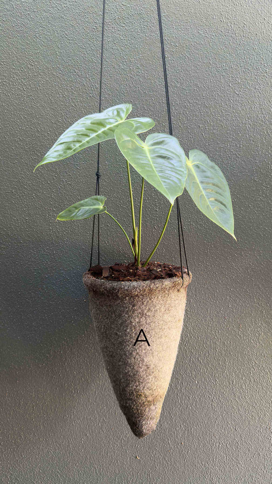 Veitchii - Anthurium veitchii Wide Form Large Collector Plant (A)