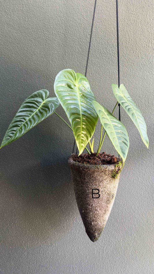 Veitchii - Anthurium veitchii Wide Form Large Collector Plant (B)