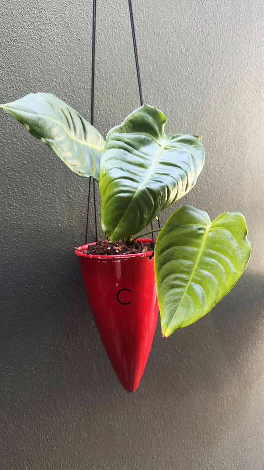 Veitchii - Anthurium veitchii Wide Form Large Collector Plant (C)