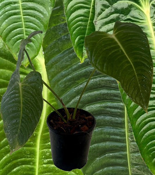 Veitchii - Anthurium veitchii - Large
