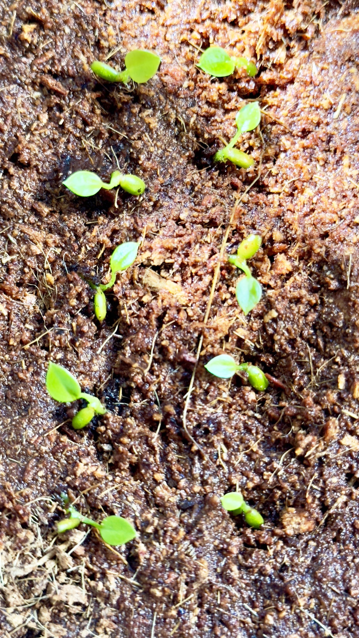 Anthurium veitchii - 1 Pack of (10) Ten Germinated Seeds (Includes Express Postage)