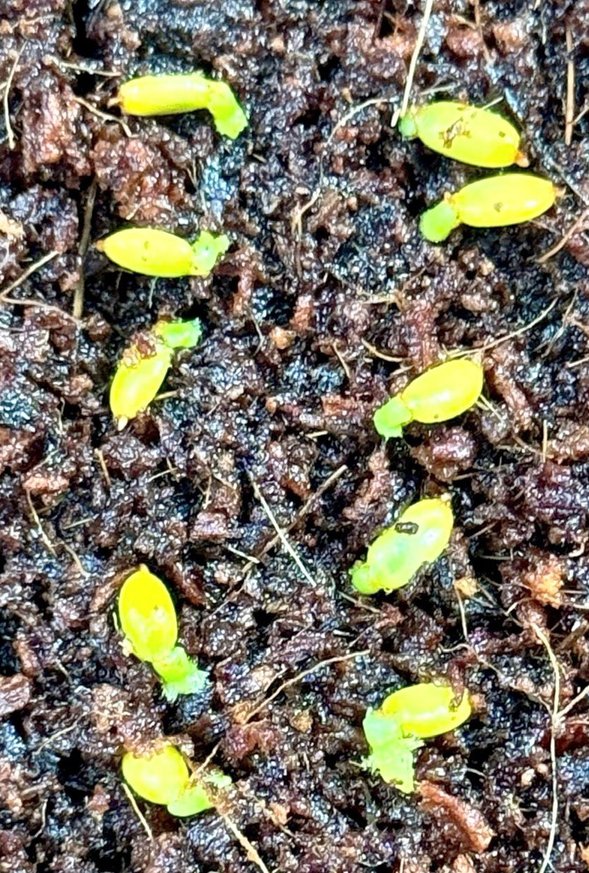 Anthurium veitchii - 1 Pack of (10) Ten Fresh Seeds (Includes Express Postage)