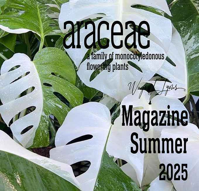 Araceae Magazine - Summer 2025 (Copy)