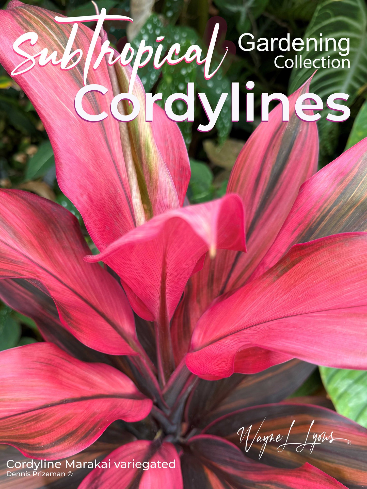 Cordylines
