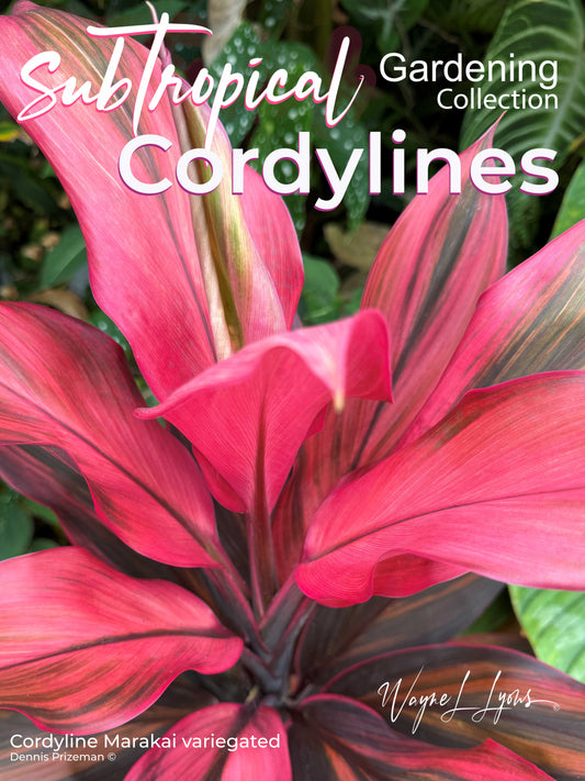 Subtropical Gardening Collection - Cordylines