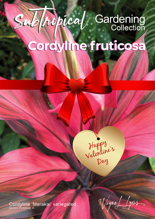 Cordyline Fruticosa (1)