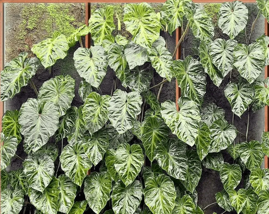 Lush green aroid leaves in heart shapes adorn a living wall, showcasing various shades of glossy green foliage.