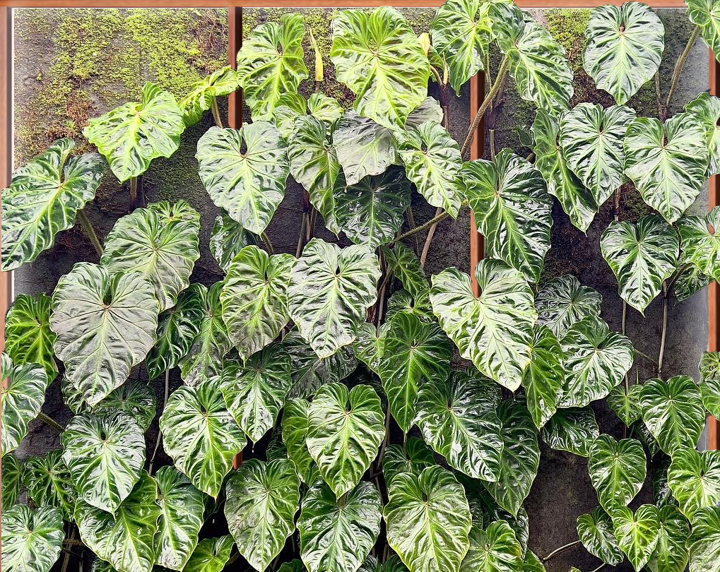 Living Wall Workshop - Online 9:00am - 10:00am 22nd February 2025