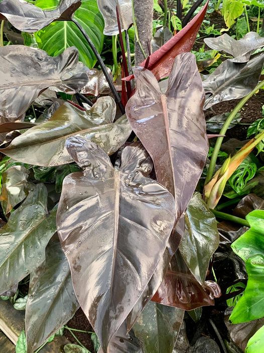 Philodendron 'Black Knight' - 2 x (Includes Express Postage) SubtropicalExotics