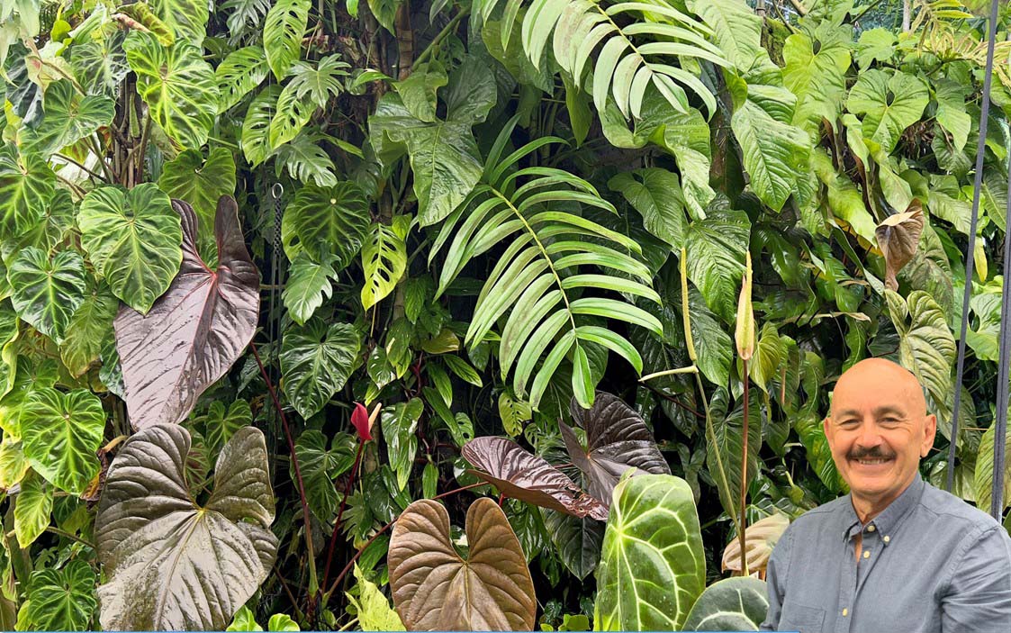 subtropical Exotics - Living Wall of Aroids